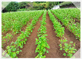 2025年「令和波多打そば」