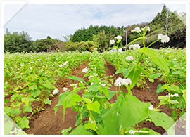 2025年「令和波多打そば」